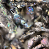 Chromium Picolinate