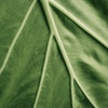 Damiana Extract