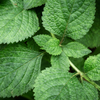 Lemon Balm Extract