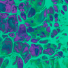 Pantothenic Acid