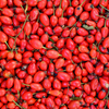 Rose Hips