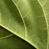 Salvia Officinalis