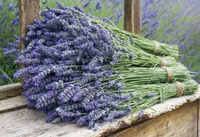 Lavender Extract