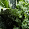 Kale Extract