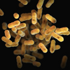 Bifidobacterium Animalis Bb-12