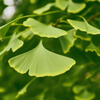 Ginkgo Biloba Extract