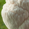 Hericium Erinaceus