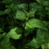 Nettle Leaf Extract