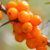 Seabuckthorn